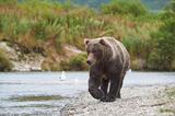 Brown bears, Katmai National Park, Alaska.