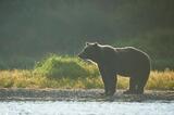 Brown bear beside a stream