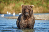 Brown bear looking for fish