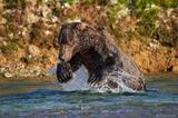 Mature male brown bear chasing salmon