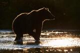 Backlit brown bear photo
