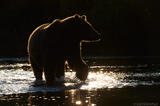 Backlit brown bear