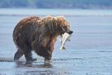 Brown bear eating salmon photo