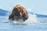 Brown bear chasing salmon photo