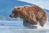 Brown bear chasing salmon photo