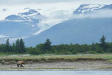 Brown bear and Hallo Glacier