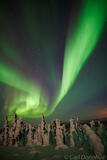 Moonlight on the trees and Aurora borealis photo