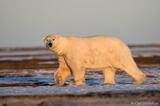 Male Polar Bear, Arctic National Wildlife Refuge