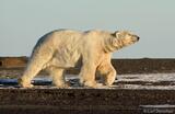 Masive male Polar Bear, Arctic National Wildlife Refuge