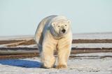 Male Polar Bear near the Beaufort Sea, Alaska