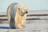 Massive adult male Polar Bear approaches near Beaufort Sea, Alas