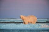 Polar Bear at sunset, Arctic National Wildlife Refuge, Alaska