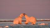 Polar Bears playing at sunset, Arctic National Wildlife Refuge.