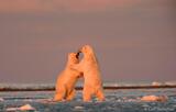 Polar Bears play at sunset, Arctic National Wildlife Refuge.