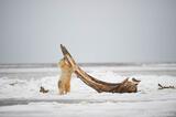 Polar Bear cub sniffing Bowhead Whale bone, Arctic National Wildlife Refuge