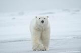 Male Polar Bear Arctic National Wildlife Refuge, Alaska