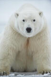 Polar Bear sitting on ice of Arctic Ocean, Arctic National Wildl