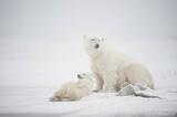 Polar Bear mother and cub, Arctic National Wildlife Refuge