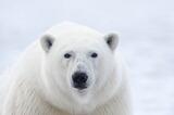 Polar Bear sitting on the ice, Arctic National Wildlife Refuge