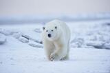 Male polar bear and Sheets of ice, Arctic National Wildlife Refu