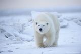 Adult male polar bear and Sheets of ice, Arctic National Wildlif