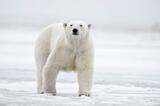 Female Polar Bear Arctic National Wildlife Refuge