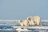 Polar Bear on the shore of Beaufort Sea, Arctic National Wildlif