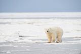 Polar Bear cub, Beaufort Sea, Alaska.