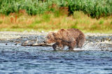Brown bear Sockeye Fishing, Katmai National Park, Alaska