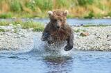 Young brown bear chasing salmon photo