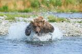 Young brown bear chasing salmon photo