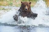 Young brown bear chasing salmon photo