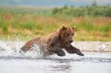 Adult male brown bear chasing salmon photo