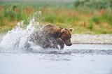 Adult male brown bear chasing salmon photo