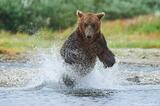 Adult male brown bear chasing salmon photo