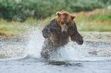 Adult male brown bear chasing salmon photo