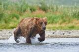 Adult male brown bear chasing salmon photo