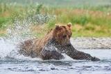 Bear catching fish photo