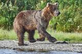 Adult male brown bear chasing salmon photo