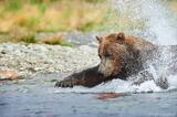 Adult male brown bear chasing salmon photo