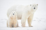 Female polar bear and her cub in snow photo