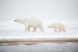 Polar bear mother and cub walking into a blizzard photo