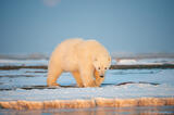 Polar Bear in early morning light photo