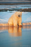 Polar Bear, Arctic National Wildlife Refuge, ANWR, Alaska.