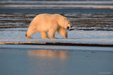 Polar Bear cub walking, ANWR, Alaska.