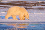 Ursus maritimus, Arctic National Wildlife Refuge, Alaska.