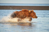 Brown bear sow chasing salmon photo