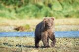 Grizzly bear cub on Katmai Coast, Alaska