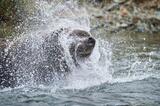Brown bears shaking water from her head, Alaska
