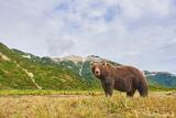Brown bears, Katmai National Park, Alaska.